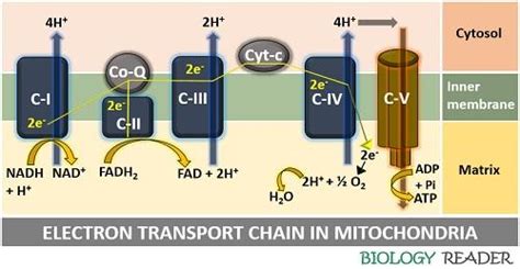 electron transport chain summary.